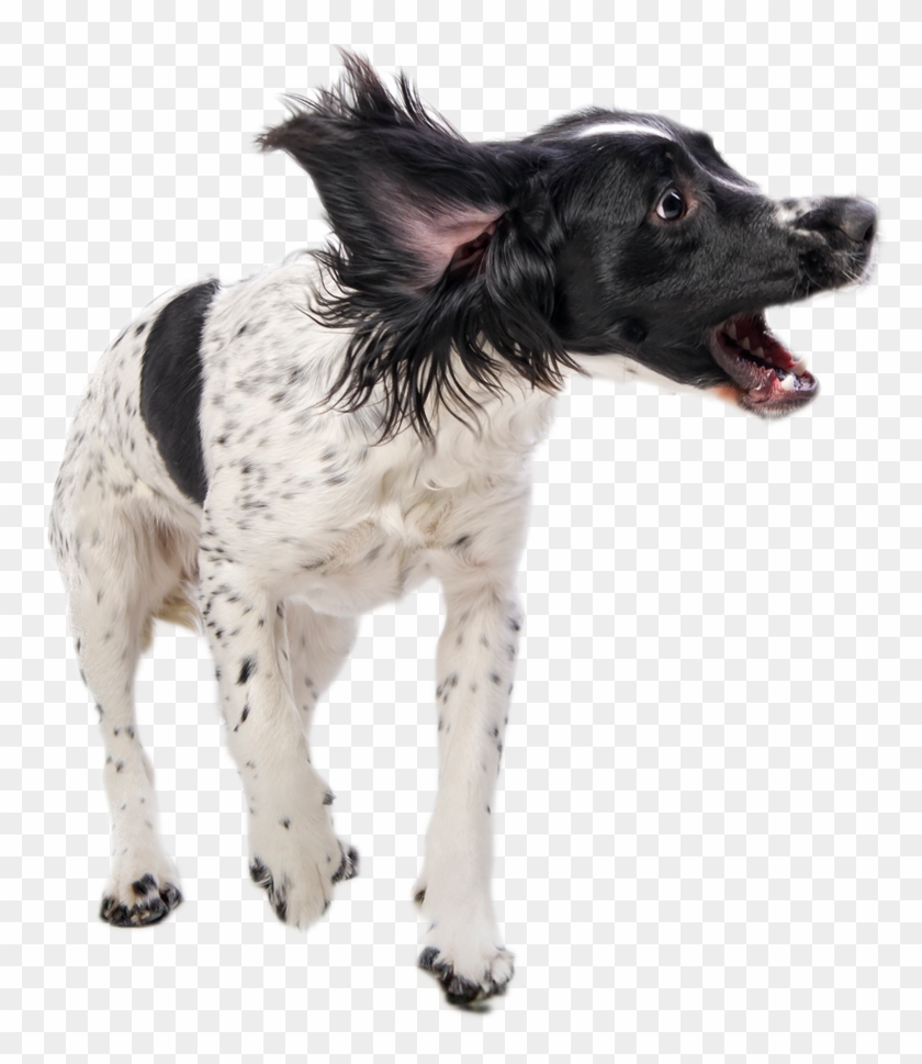 Dogs Playing With A Rope - Dogs Playing Png Clipart