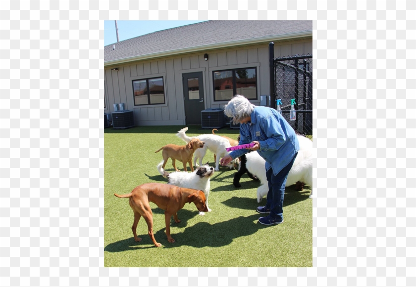 11 - Vizsla Clipart #3492273