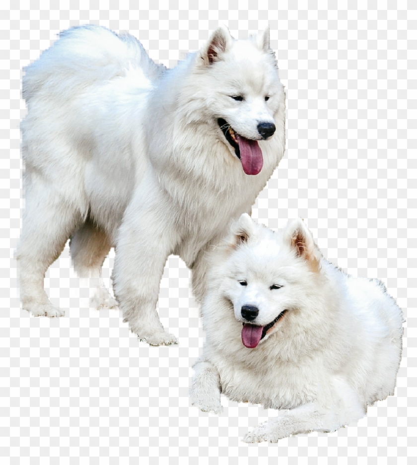 Samoyed Png - Dog Yawns Clipart