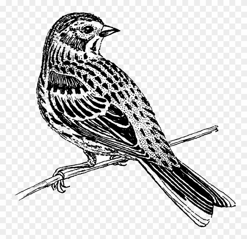 Vesper Sparrow Png Image - Emberizidae Clipart #3496099