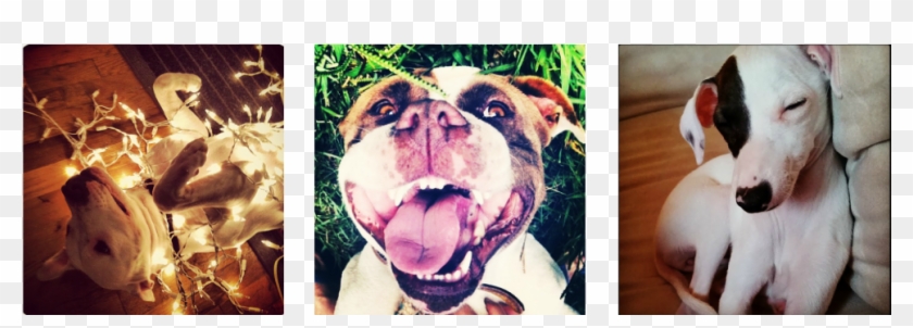 Dogs Are Born To Work For A Living - Olde English Bulldogge Clipart #3497012