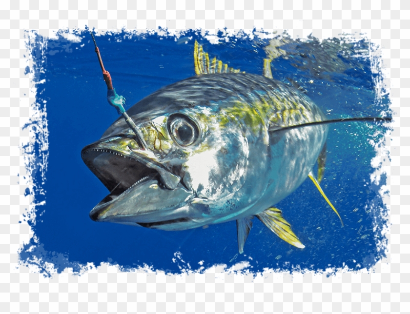 Yellowfin Tuna - Fishing In Maldives Clipart
