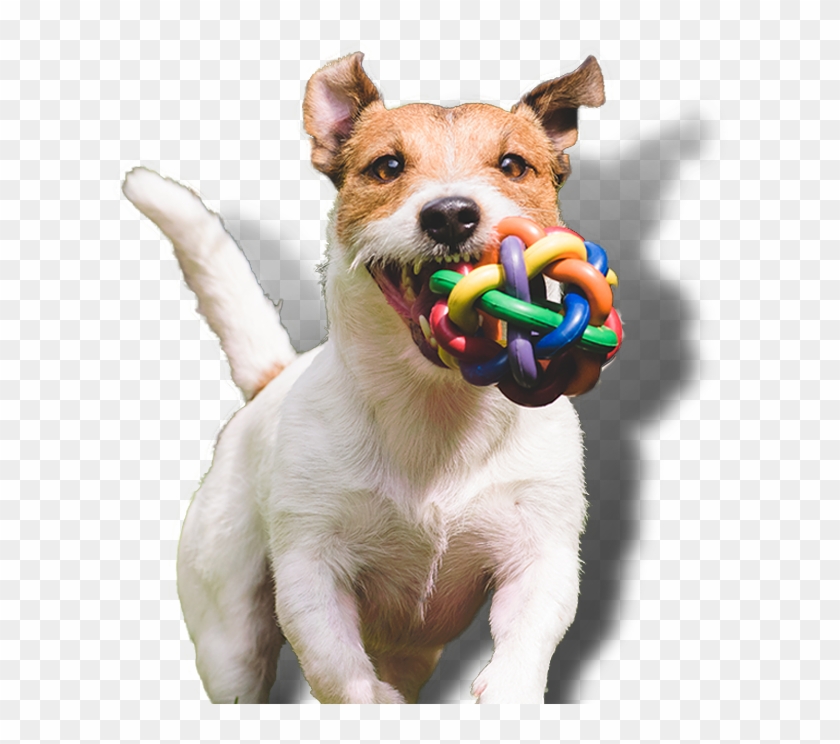 Dog Groominghave A Spaw Day With Us - Dog Clipart