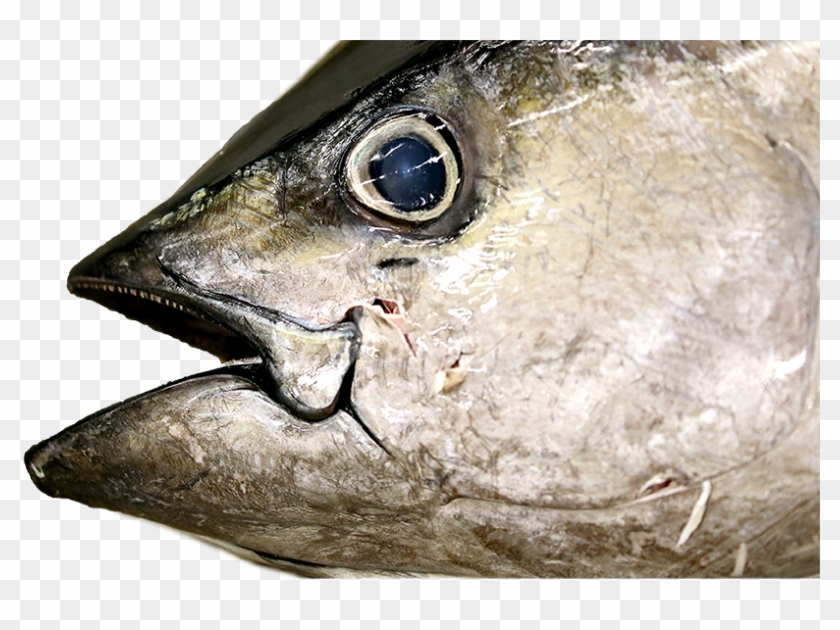 While Swimming In The Open Ocean, Tuna Eat Sardines - Tuna Open Mouth Clipart #3497266
