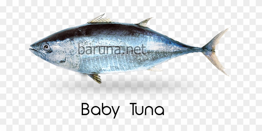 Science Name - Atlantic Bluefin Tuna Clipart