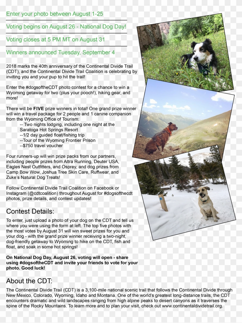 Enter A Photo Of Your Favorite Hiking Partner On The - Brochure Clipart #3497380