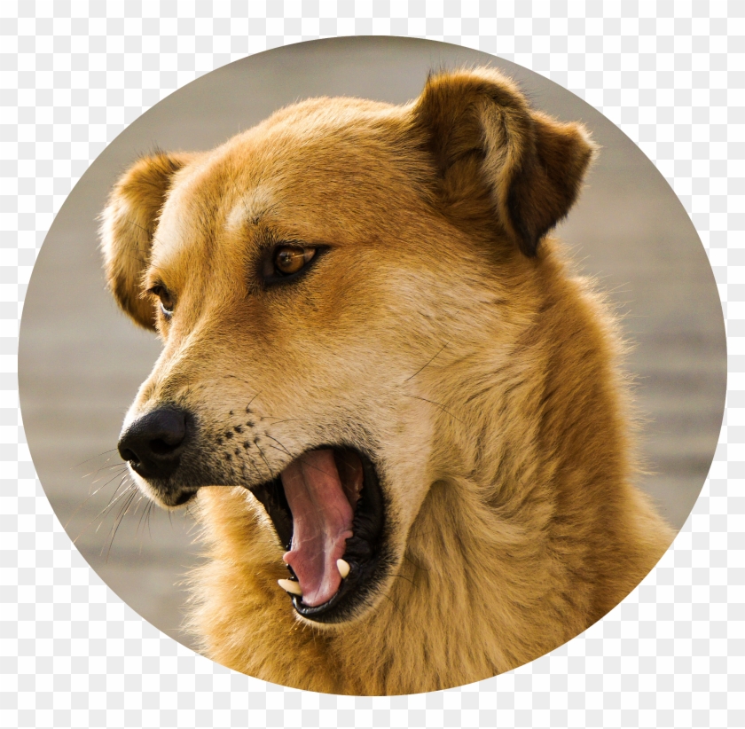 Dog Licenses - Chien Aboie Clipart