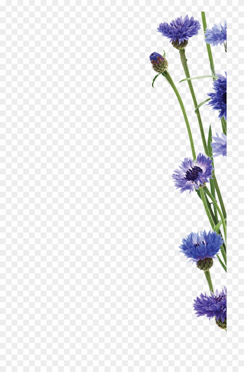 Cornglower Edito Upper Right - Aster Clipart #3499832