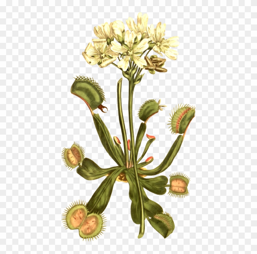 Venus Flytrap Botany Carnivorous Plant Botanical Illustration - Charles Darwin Botanical Drawings Clipart