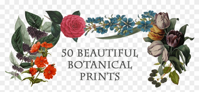 Beautiful Botanical Prints - Botanical Prints Png Clipart #3499949