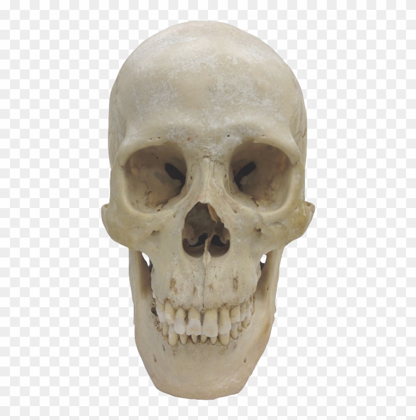 Museum Of Primatology - Homo Sapiens Skull Png Clipart #351211