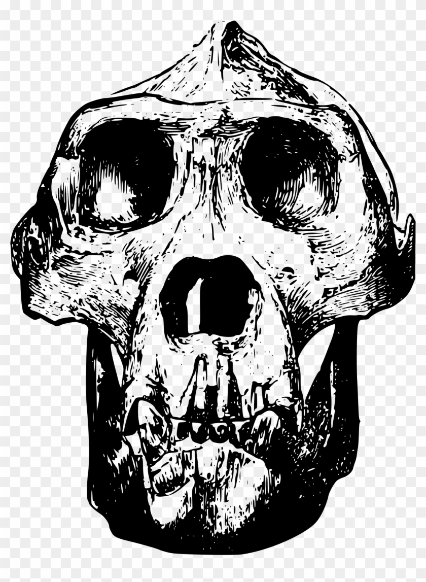 Big Image - Gorilla Skull Clip Art - Png Download #351293