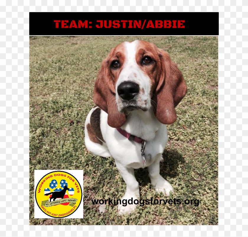 Team - Justin/abbie - Beagle Clipart #351404