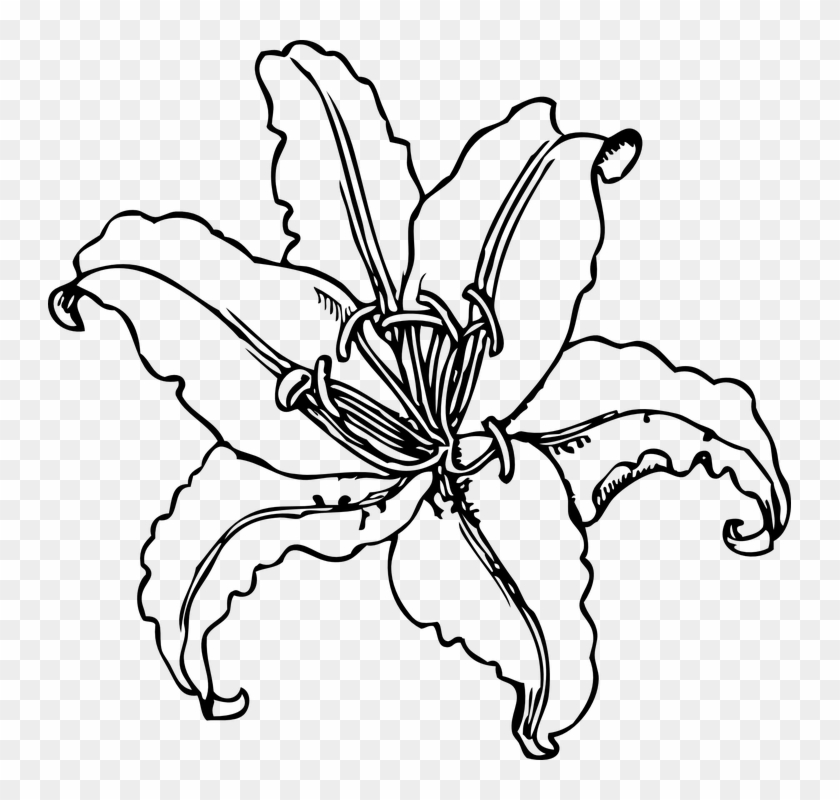 Flower Outline Png - Lily Clip Art Transparent Png