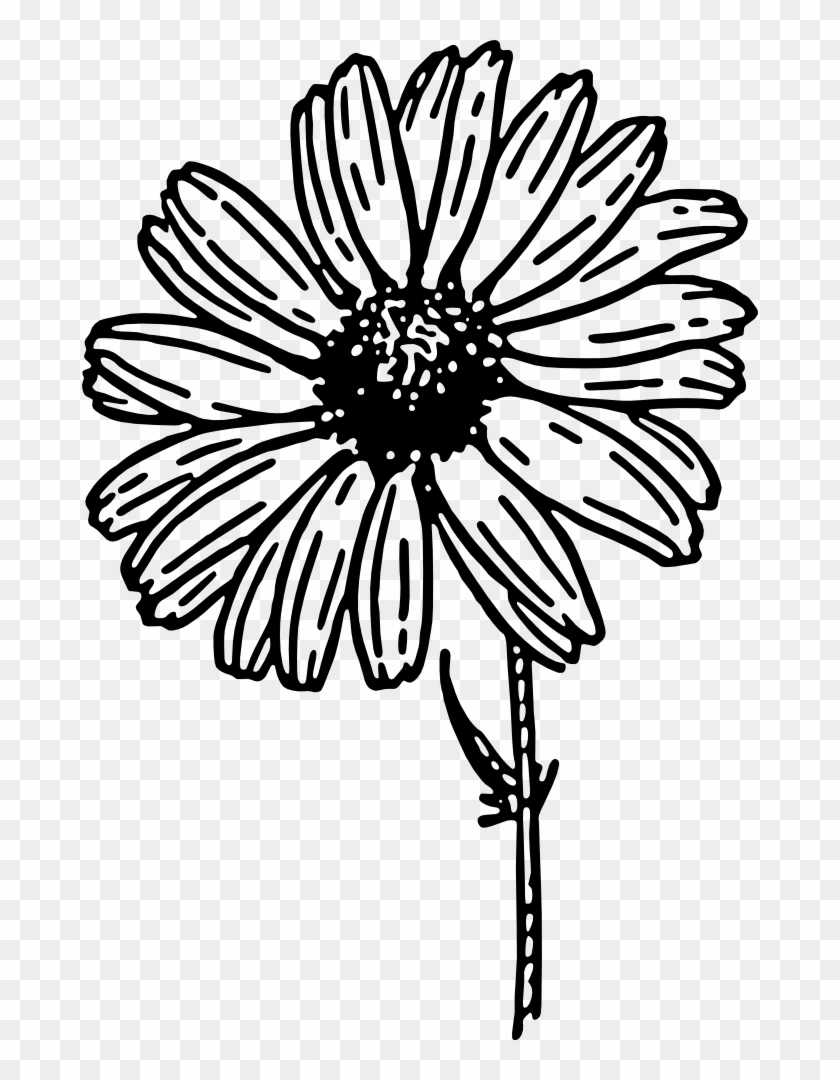 Daisy Pin It To Win It - Daisy Flower Clipart Black And White - Png Download #352551