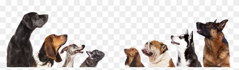 Dogs - Dog Breed Info Clipart #352778