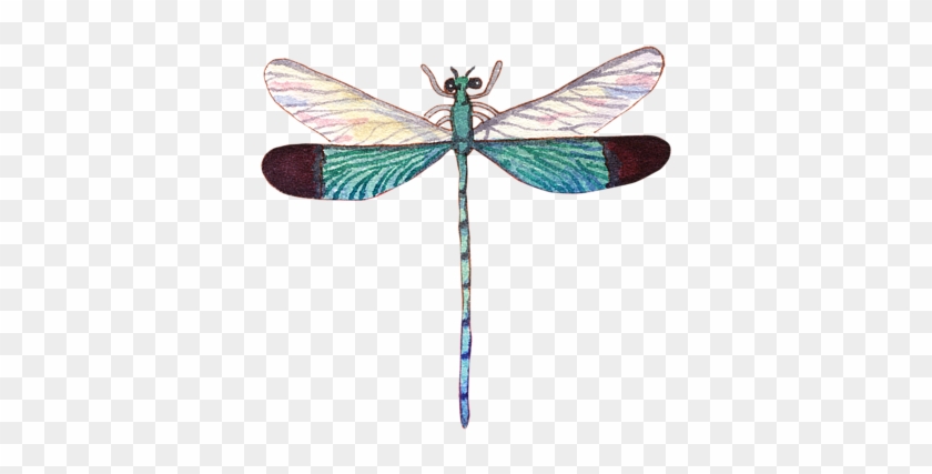 600 X 600 5 - Net-winged Insects Clipart #352782