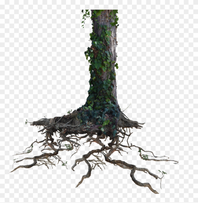 Tree Trunk Png Clipart #352873