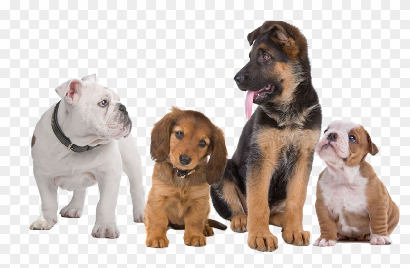 Puppy Training Classes - Breed Development In Dogs Clipart