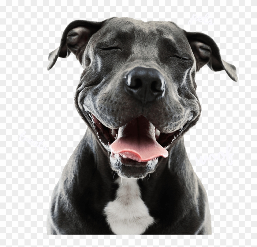 Header Dogs - De Chien Clipart