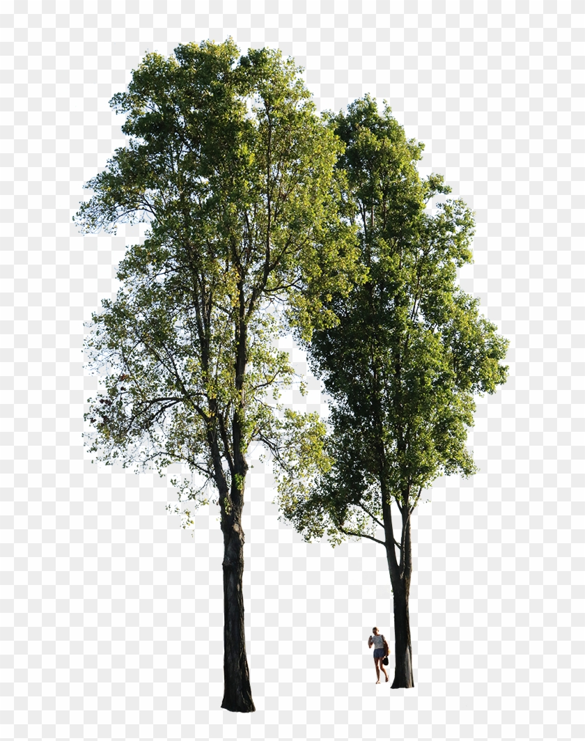 Free Png Download Tree High Quality Png Images Background - Transparent Background Tree Png Clipart