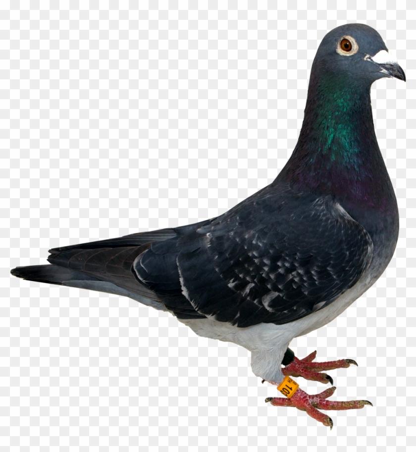 Pigeon Png Transparent , Png Download Clipart