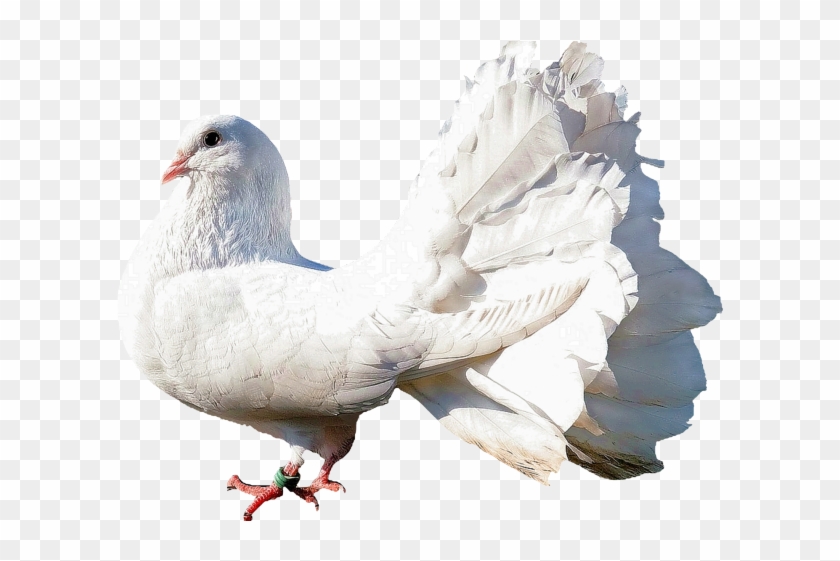 Pigeon Png Transparent Images - Dove Images In Png Clipart #353814