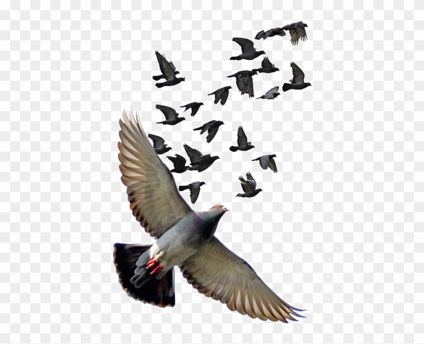 Pigeon Png Photos - Nasip Sozleri Clipart