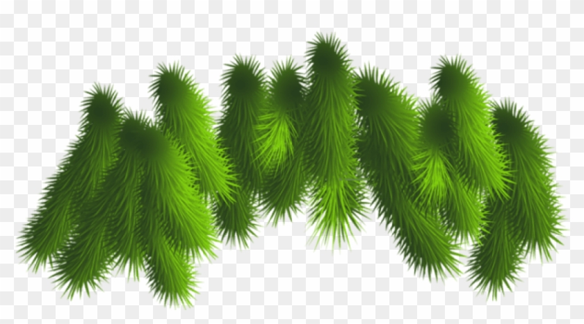 Free Png Transparent Pine Branches Png - Christmas Tree Branches Png Clipart