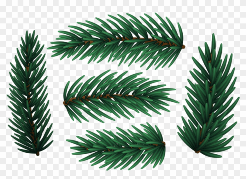 Christmas Pine Branches Png - White Pine Clipart #354567