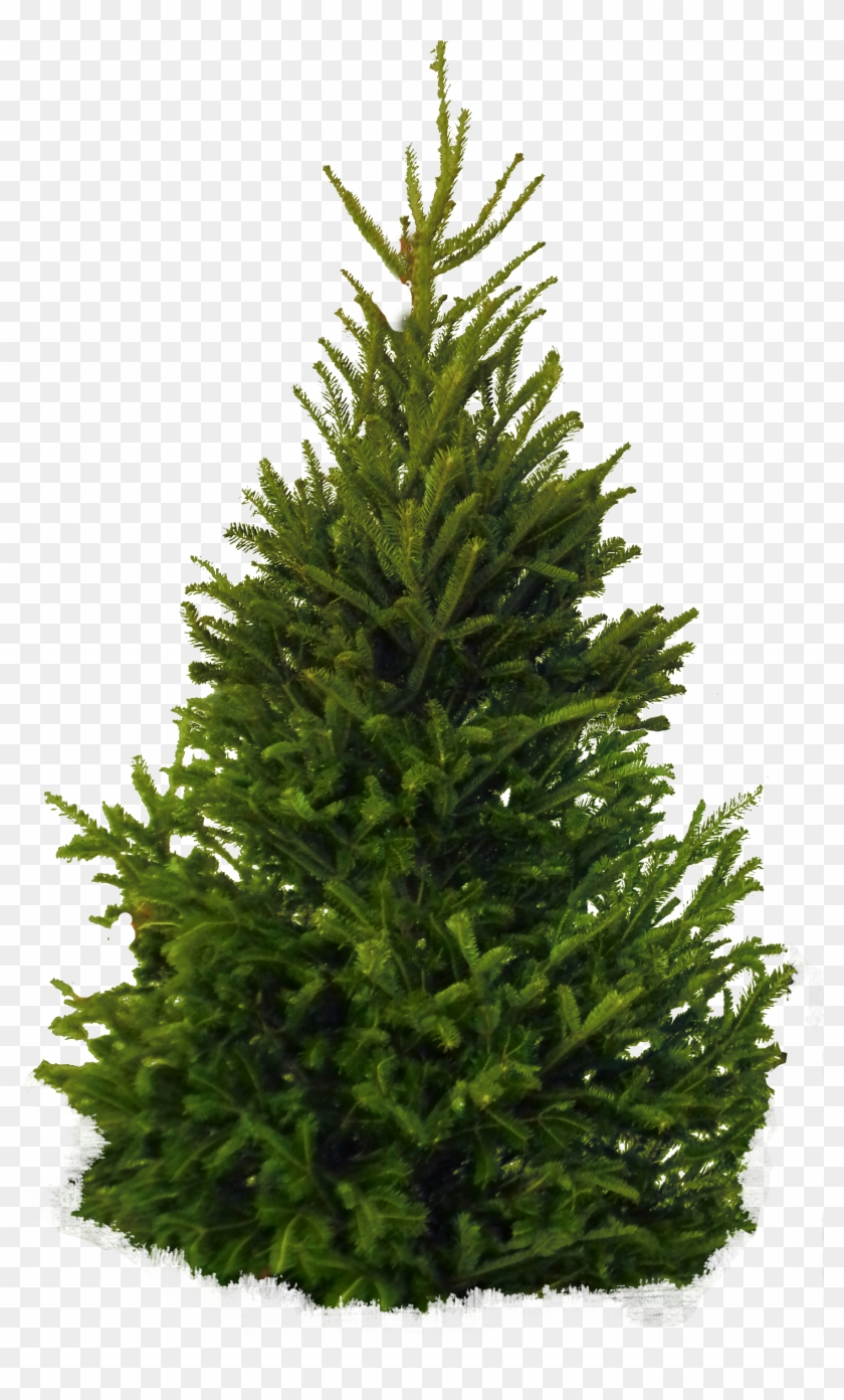 Fir-tree Png Image - Fir Tree Png Clipart #355041