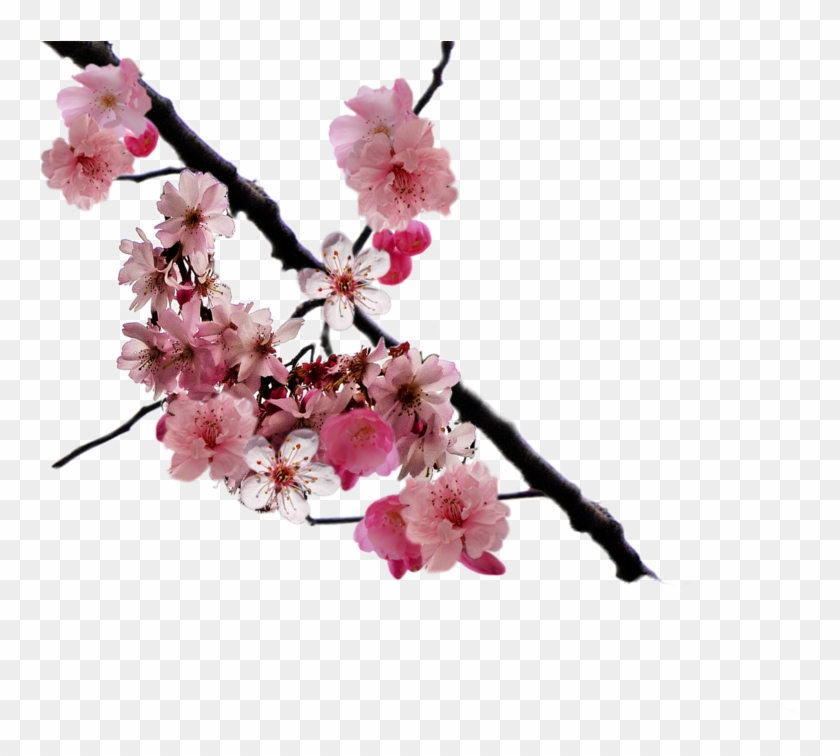 Cherry Blossom Branch Png By - Cherry Blossom Branch Png Clipart #355080