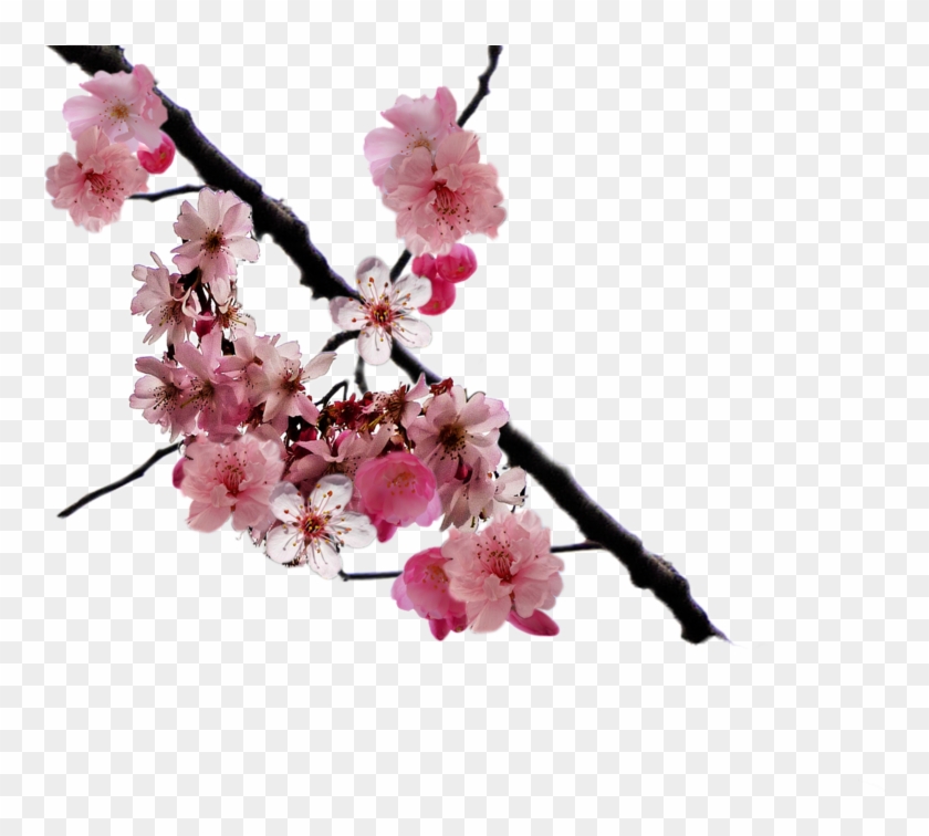 Cherry Blossom Branch Png By - Cherry Blossom Branch Png Clipart