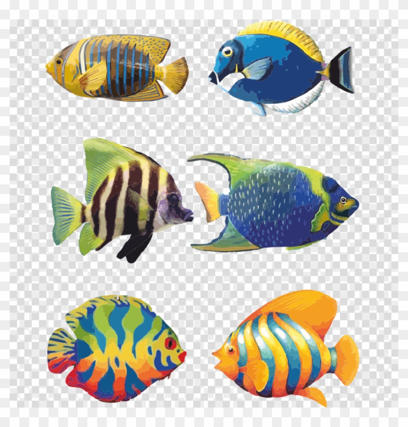 Download Tropical Fish Drawings Clipart Angelfish Koi - Png Download #355142