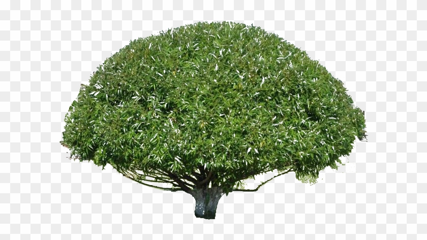 Ps, Photoshop - Christmas Tree Clipart