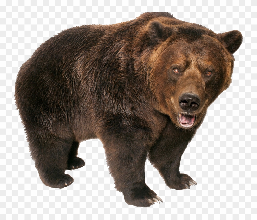 Grizzly Bear Standing - Transparent Background Bear Clipart - Png Download #355876