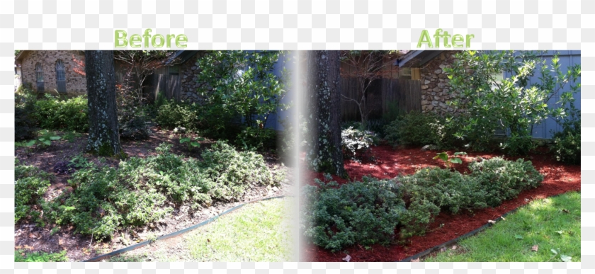 Lawnserve Of Ar Shrub Trimming And Mulch Before And - Shrub Trimming Before And After Clipart #356029