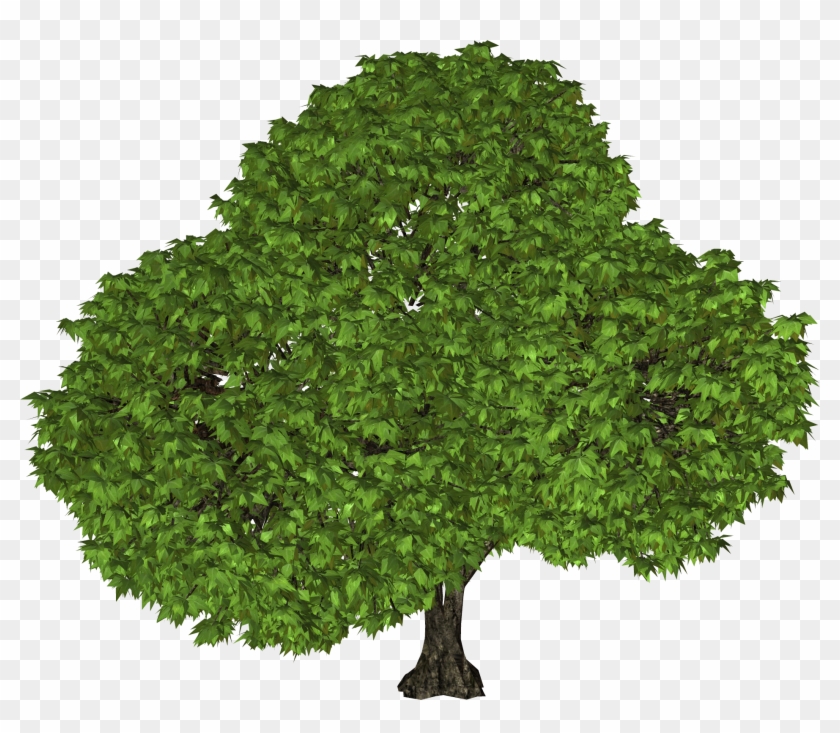 Walnut Tree Png Clipart