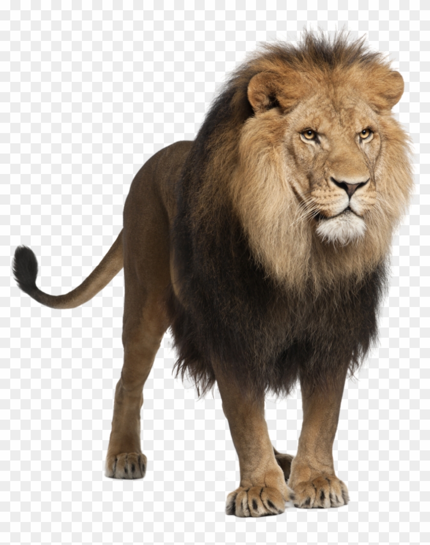 Download Png File - Lion Stock Clipart #356947