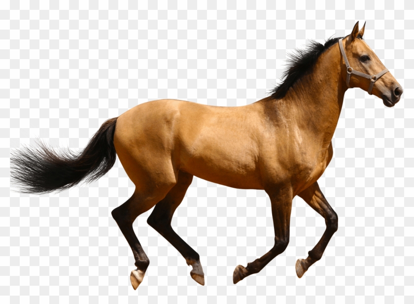Horse Running Brown Sideview - Horse Png Clipart #358535