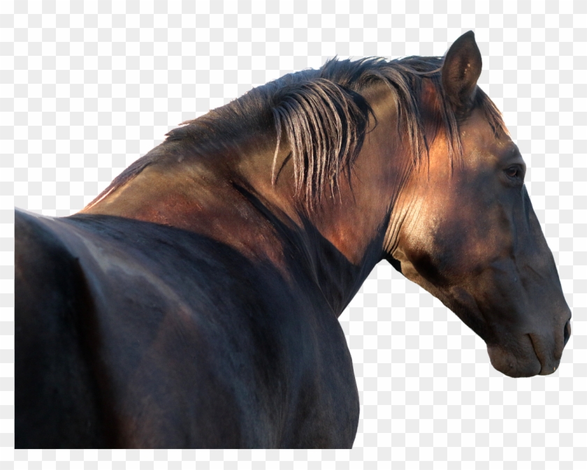 Garanhão Png Clipart