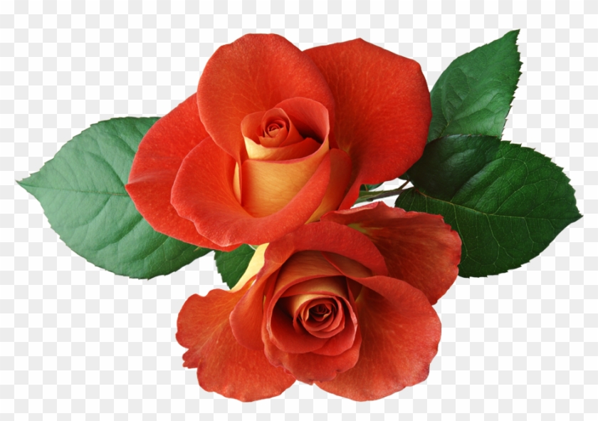 Gallery Dozen Roses Clip Art - Orange Rose Flower Png Transparent Png