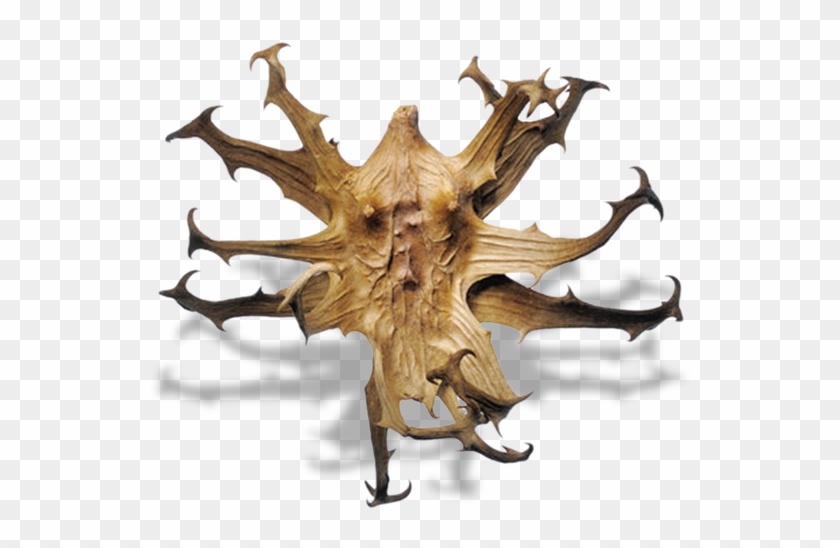 Devils Claw - Reduce Uric Acid Herb Clipart