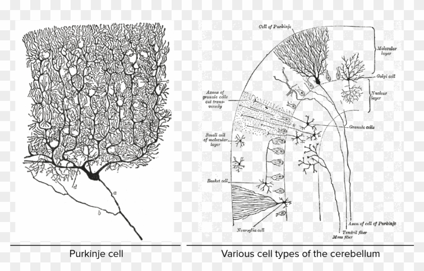 Full Size Of Cool Things To Draw That Are Small Random - Nervous System Tree Diagram Clipart #359965