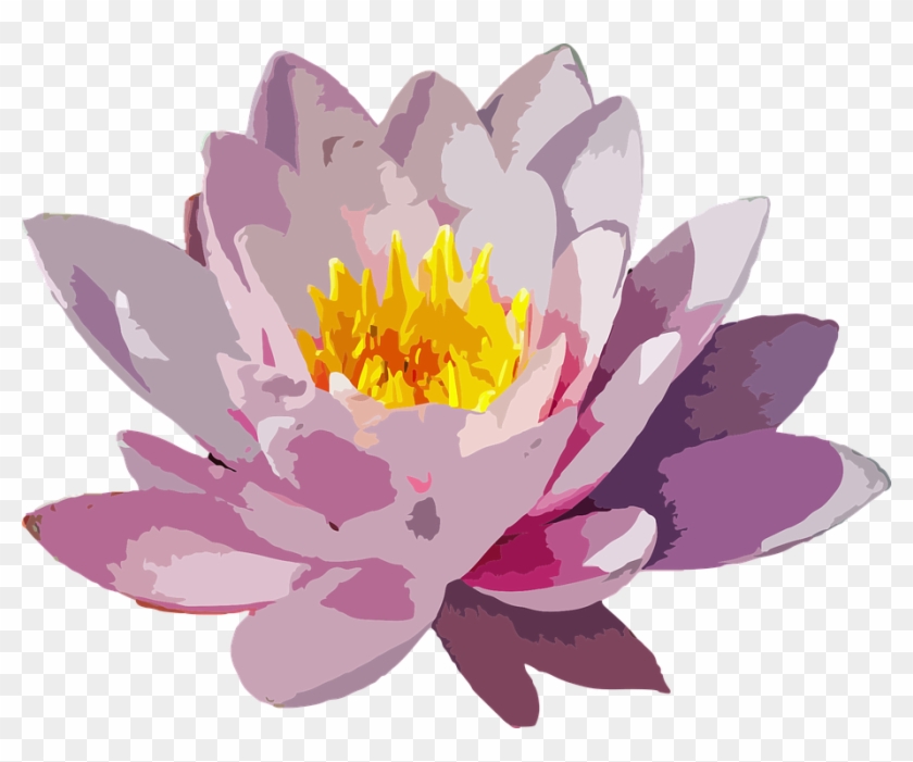 Flower Floral Botanical Plant Nature Botany - Water Lily Vector Png Clipart #3500012