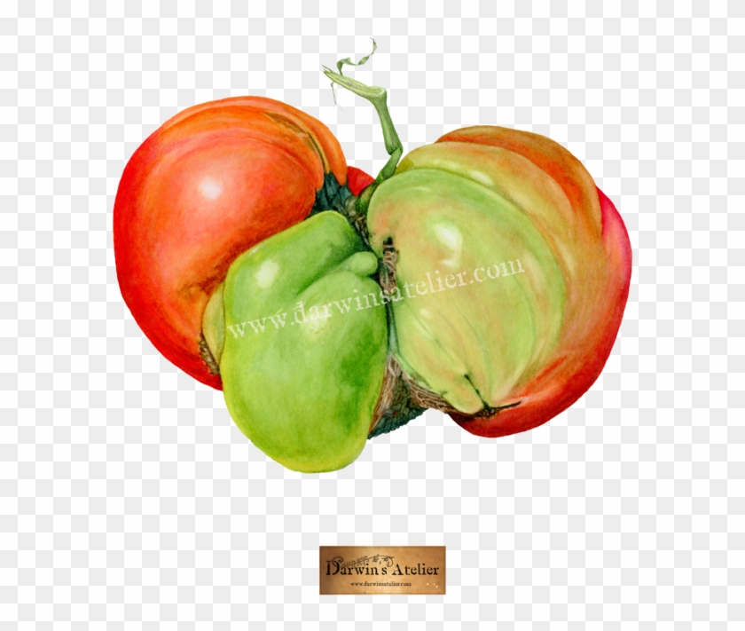 Mugly Tomato No Bg W Logo And Watermark Clipart #3500231