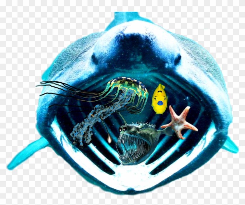 #scseacreatures #shark #anglerfish #jellyfish #starfish - 10 Ugly Sea Creatures Clipart #3500389