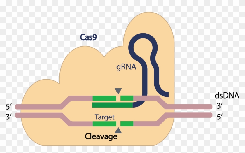 Transparent Dna Clipart Art Editing Tools Png Transparent