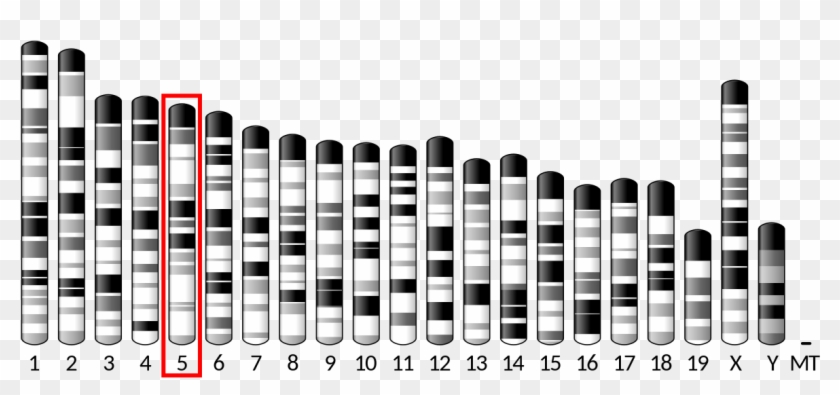 Mouse Chromosome Clipart #3500792