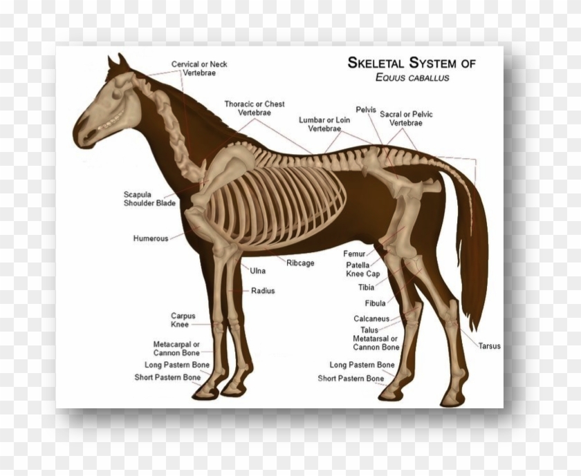The Definition Of Wither , To Wither Is To Shrivel - Horse Anatomy Clipart